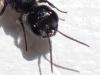 Pemphredon sp.